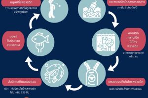 ห่วงโซ่ (ไมโครพลาสติก) อาหาร