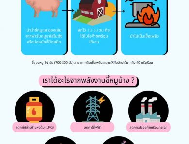 ไบ โอ แก๊ส หญ้า เน เปีย ร์ ล่าสุด