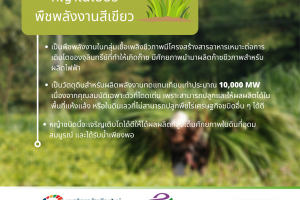 หญ้าเนเปียร์ วัตถุดิบสำหรับผลิตพลังงานทดแทน