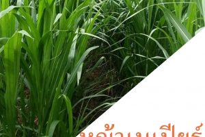 หญ้าเนเปียร์ อีกหนึ่งทางเลือก พืชพลังงาน ที่น่าสนใจ